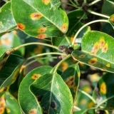 Rđa na kruški: kako liječiti žute i zarđale mrlje na lišću